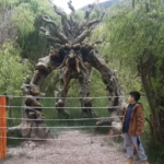 An artistic tree sculpture with intertwined roots and branches in the Huasao Wetland, Cusco, Peru. It is surrounded by a metal fence and a sign reads "Do not touch the sculptures." Surrounding it is dense vegetation of willows and reeds, typical of Andean wetlands. Two people—an adult and a child—observe the work from close up, admiring its symbolic design. The site is an ecological space dedicated to nature conservation, art, and environmental education.