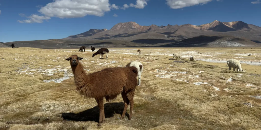 Llamas en la Reserva Nacional de Salinas y Aguada Blanca, Arequipa – paisaje andino con montañas altas y vida silvestre en el sur de Perú, destino ideal para turismo ecológico