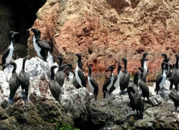 Um grupo de biguás descansando sobre rochas nas Ilhas Ballestas, Peru. Essas aves marinhas pretas e brancas pousaram em penhascos costeiros, cercadas pelas águas do Pacífico. Um espetáculo natural para testemunhar durante um passeio de barco pela costa peruana.