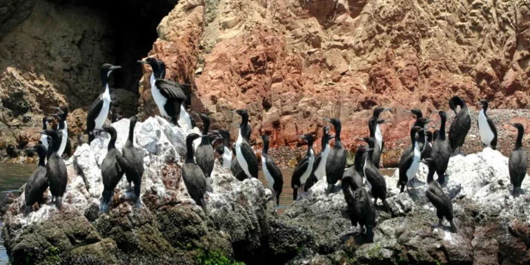Um grupo de biguás descansando sobre rochas nas Ilhas Ballestas, Peru. Essas aves marinhas pretas e brancas pousaram em penhascos costeiros, cercadas pelas águas do Pacífico. Um espetáculo natural para testemunhar durante um passeio de barco pela costa peruana.