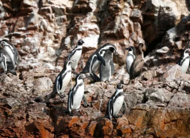 Um grupo de pinguins-de-Humboldt empoleirados em rochas nas Ilhas Ballestas, Peru. Animais selvagens em seu habitat natural, cercados por penhascos rochosos e paisagens costeiras. Uma experiência única para observar a vida marinha em uma das áreas de maior biodiversidade do Pacífico Sul.