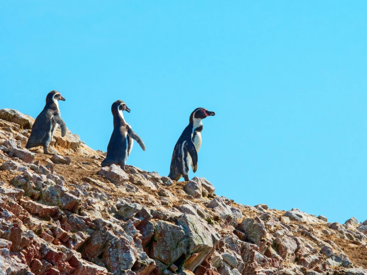 Descubre Paracas: Aventura, Naturaleza y Misterio en la Costa del Perú