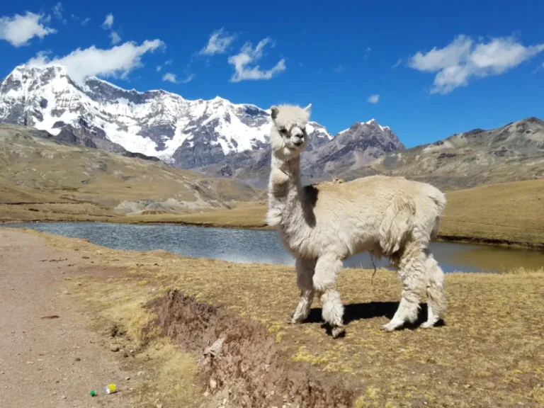 Trek Ausangate: Guia + Tour com a Top Inka Travel