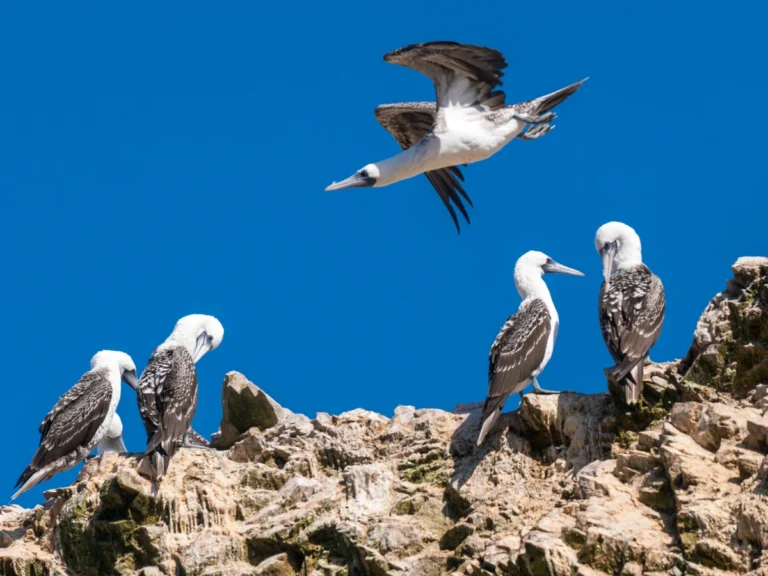 Visite as Ilhas Ballestas, Guia Completo + Tour com a Top Inka Travel