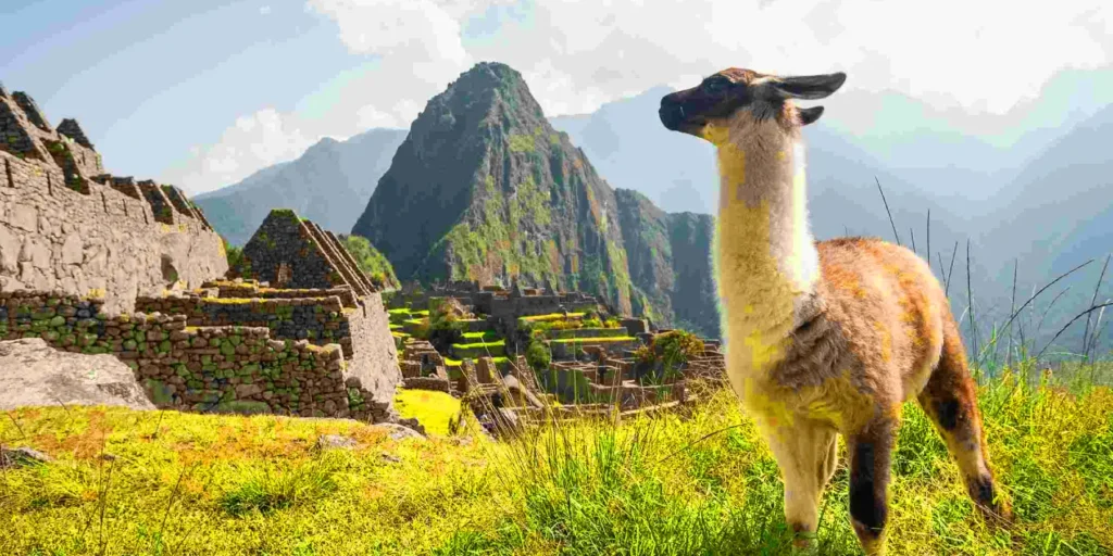 Llamas en Machu Picchu: Significado, historia y guía actualizada