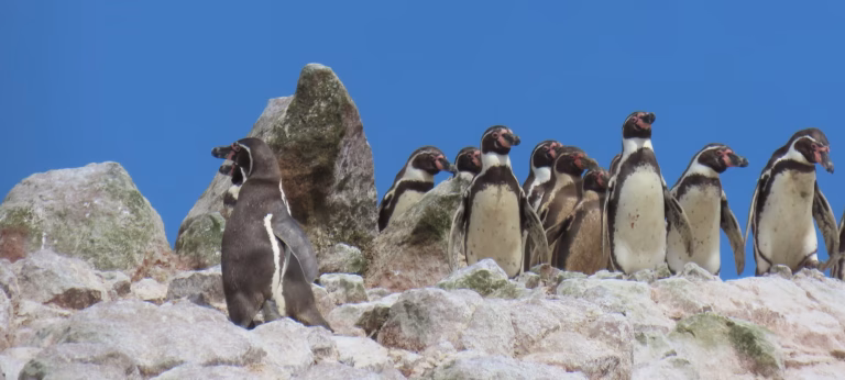 Penguins in Paracas: The Natural Experience That Surprises Every Traveler