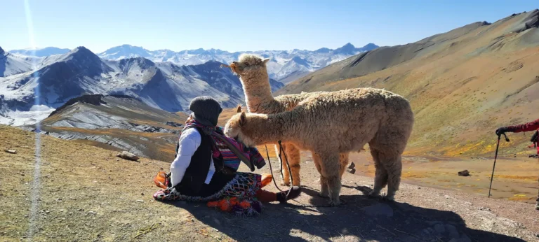 Lhamas no Peru: onde ver lhamas e alpacas nos Andes